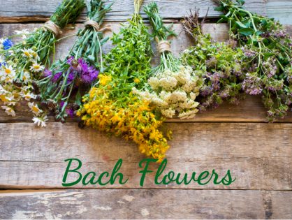 What are Bach Flowers? Individual Qualities and Usage