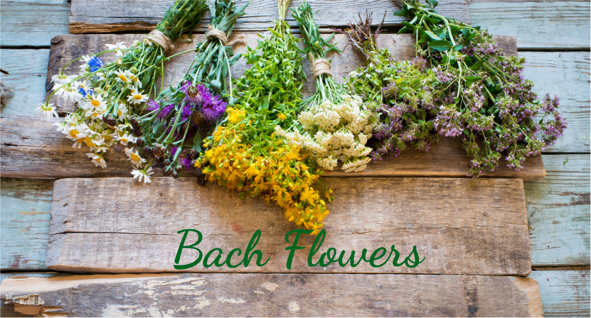 What are Bach Flowers? Individual Qualities and Usage
